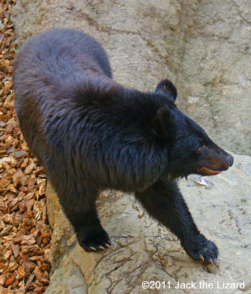 Asian black bear