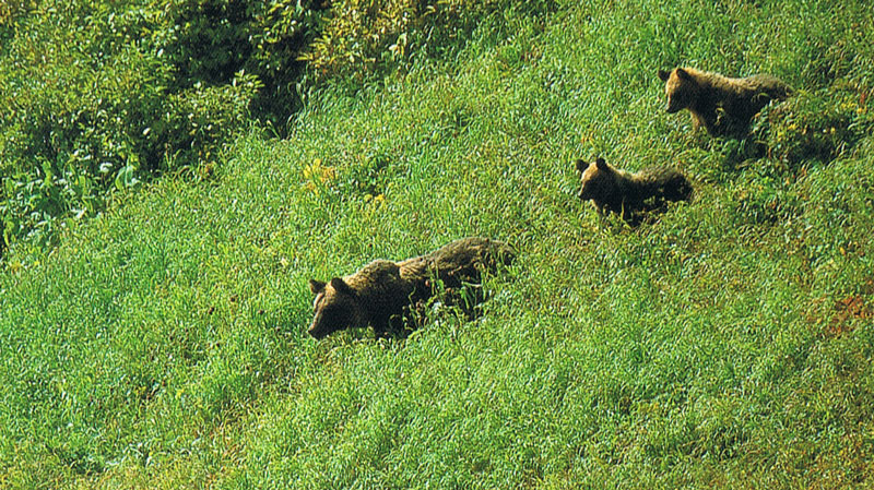 Mother and cubs