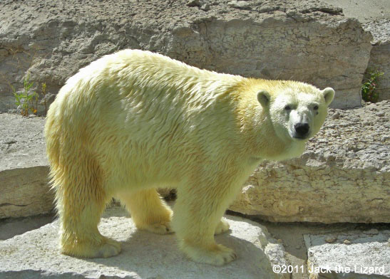 Polar bear