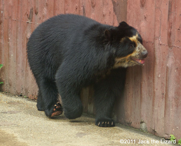 Spectacled bear