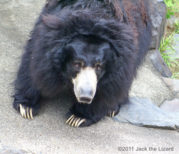 Sloth bear