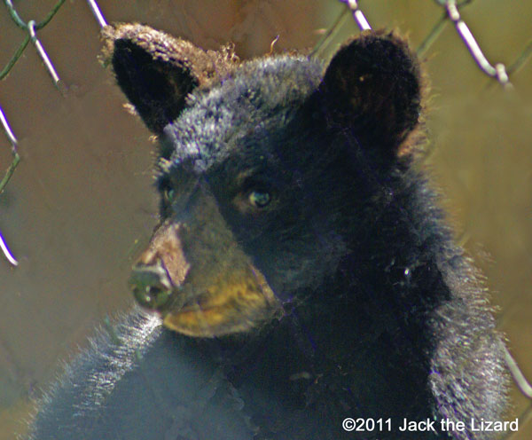 American black bear