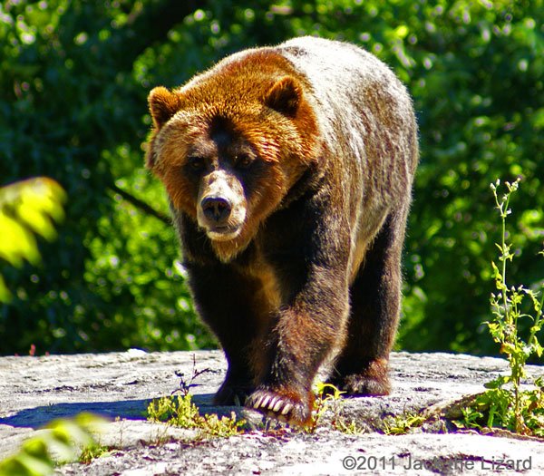 Brown bear