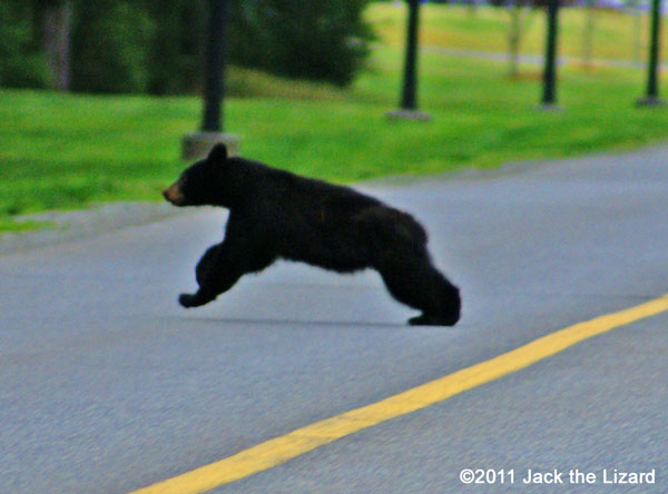 American black bear