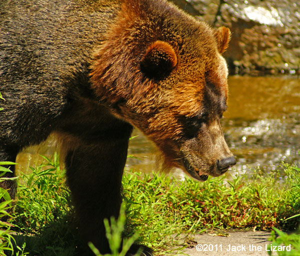 Brown bear