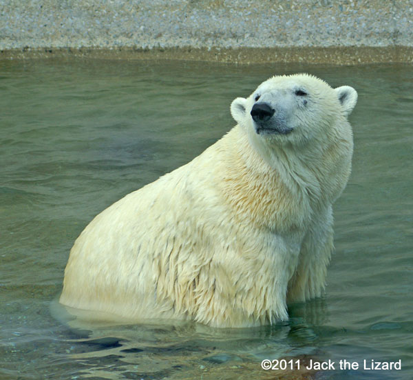 Polar bear