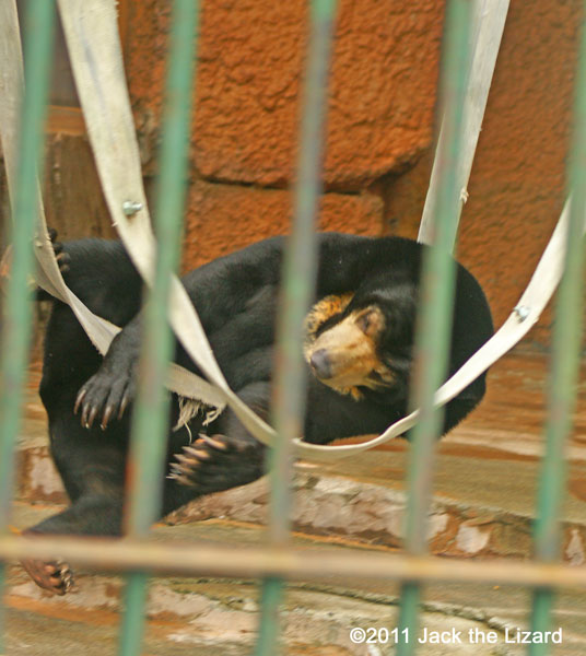 Sun bear