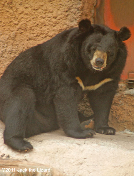 Asian black bear