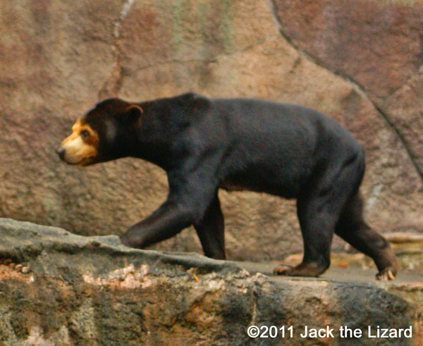 Sun bear