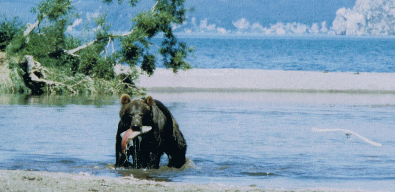 Brown bear at Kurile Lake in Kamchatka, Russia
