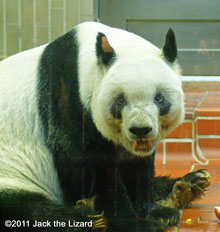 Giant panda