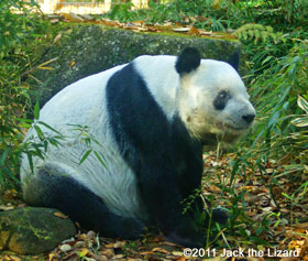 Giant panda