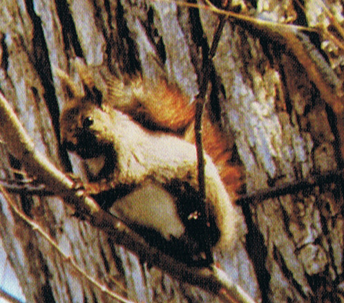 Ezo red squirrel