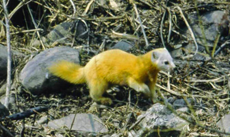 Marten