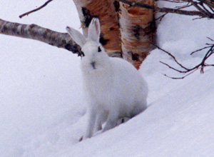 Japanese hare