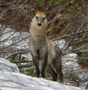 Japanese Serow