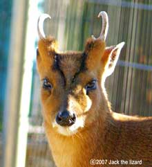 Reeves's muntjac, Akita Omoriyama Zoo