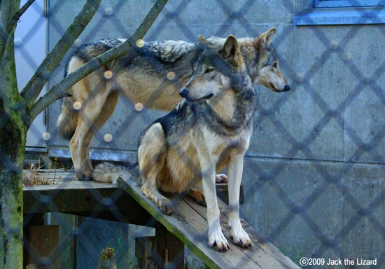 Timber Wolf, Akita Omoriyama Zoo