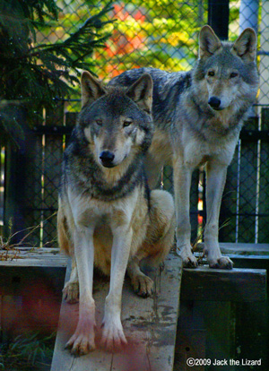 Timber Wolf, Akita Omoriyama Zoo