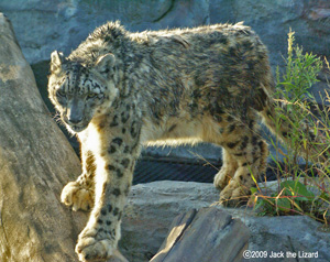 Snow Leopard, Akita Omoriyama Zoo