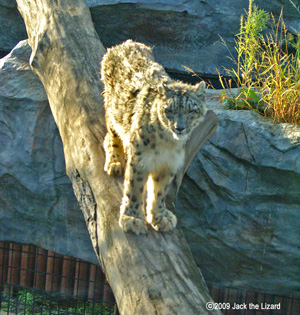 Snow Leopard, Akita Omoriyama Zoo