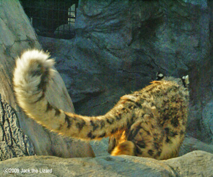 Snow Leopard, Akita Omoriyama Zoo