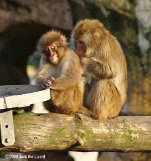 Japanese Macaque, Akita Omoriyama Zoo