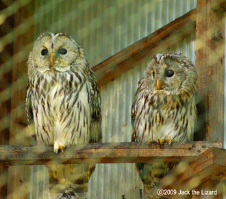 Ural Owl, Akita Omoriyama Zoo