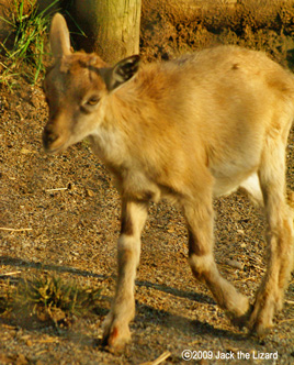 Markohr, Akita Omoriyama Zoo