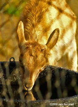 Markohr, Akita Omoriyama Zoo