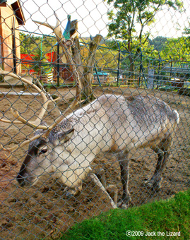 Caribou, Akita Omoriyama Zoo