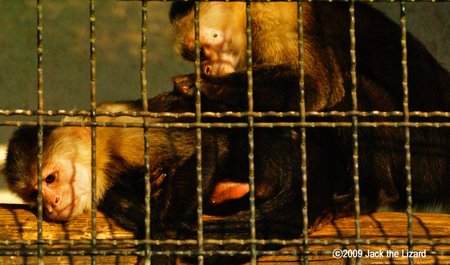 White-throated Capuchin, Akita Omoriyama Zoo