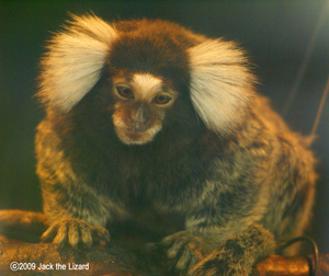 Common Marmoset, Akita Omoriyama Zoo