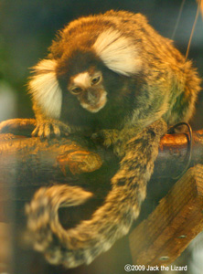 Common Marmoset, Akita Omoriyama Zoo