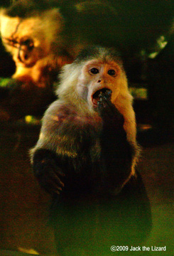 White-throated Capuchin, Akita Omoriyama Zoo