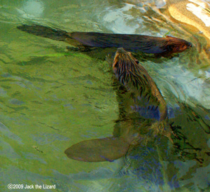 Beaver, Akita Omoriyama Zoo