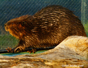 Beaver, Akita Omoriyama Zoo