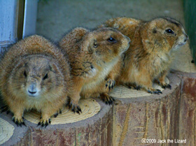 Prairie dog, Akita Omoriyama Zoo