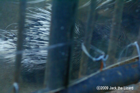 Porcupine, Akita Omoriyama Zoo