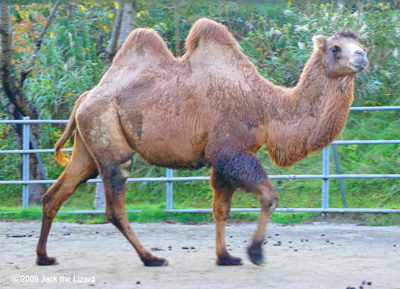 Bactrial Camel, Akita Omoriyama Zoo