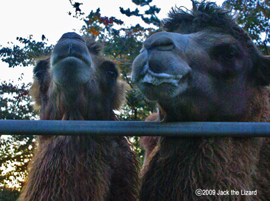 Bactrial Camel, Akita Omoriyama Zoo