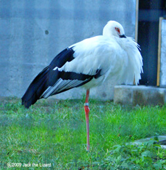 Oriental Stork, Akita Omoriyama Zoo