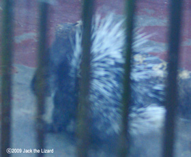 Porcupine, Akita Omoriyama Zoo
