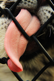 Amur Tiger's tongue, Akita Omoriyama Zoo