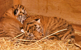 Baby Amur Tiger, Akita Omoriyama Zoo