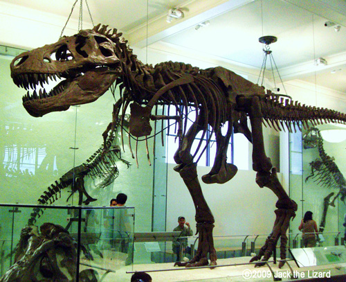 Whole body of T.rex, America Museum of Natural History