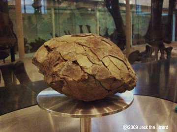 Fossil of egg, America Museum of Natural History