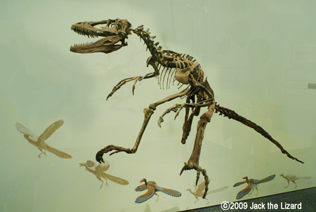 Deinonychus, America Museum of Natural History