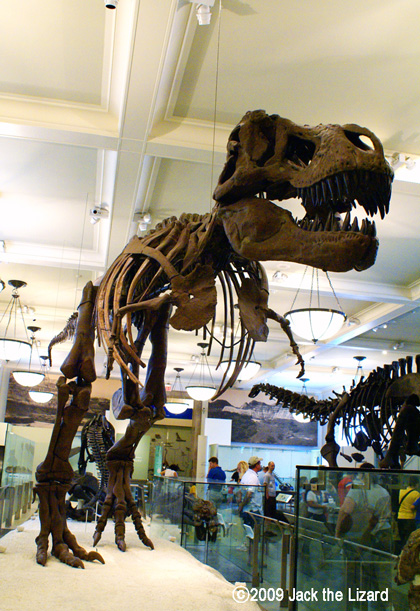Whole body of T.rex, America Museum of Natural History