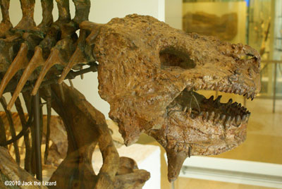 Scutosaurus, America Museum of Natural History